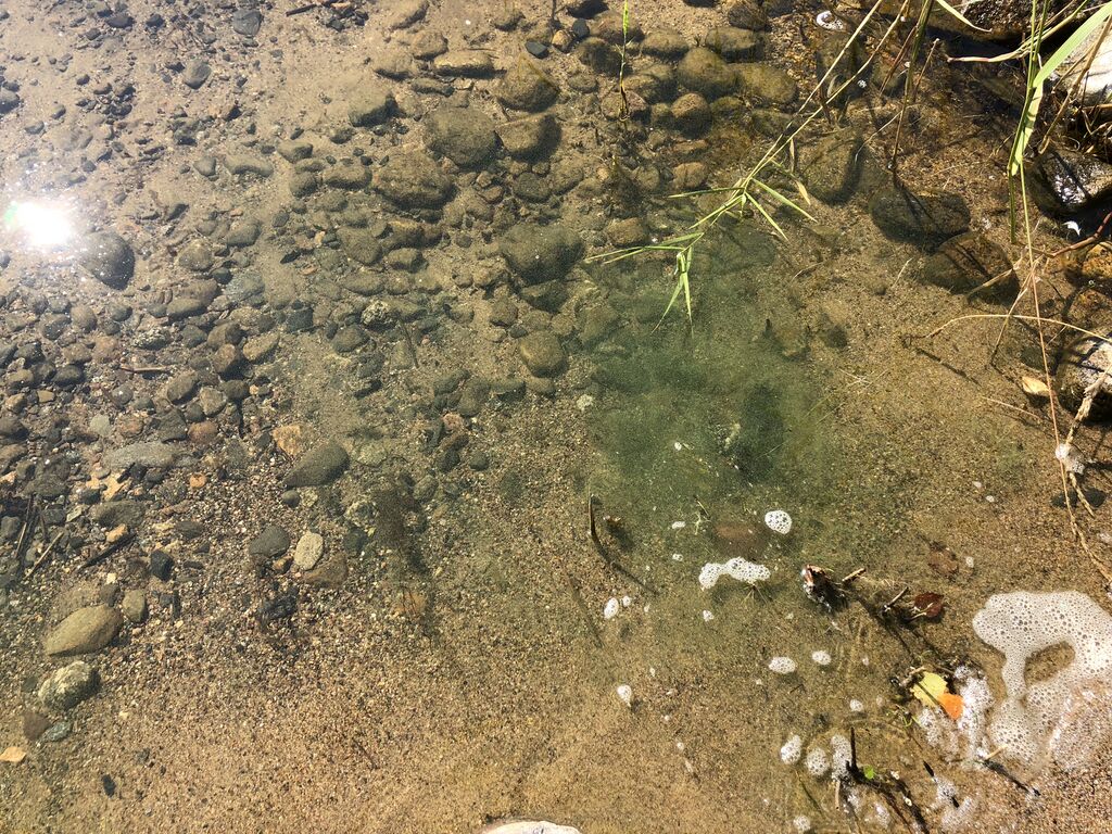 Puruvesi (Saimaa) (04.181.1.001)-Hälvä, Hytermänselkä-ObsIMG-201808031253-17.jpeg