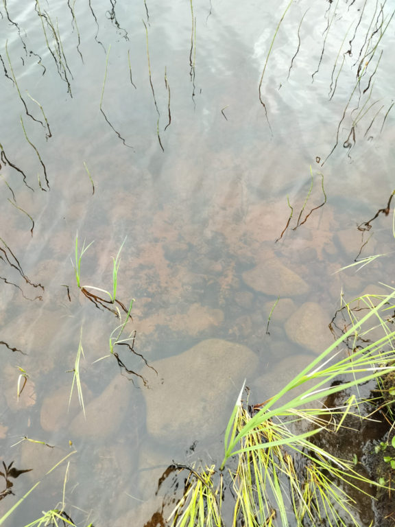 Rytinkijärvi (61.522.1.001)-Valtakunnallinen sinileväseuranta (Rytinkisalmi)-ObsIMG-202507010917-1751350679351.png