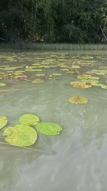 Ylimmäinen Savijärvi (35.745.1.002)-Koko järvi sinelevän peittämä-ObsALG-201808261255-81.jpg