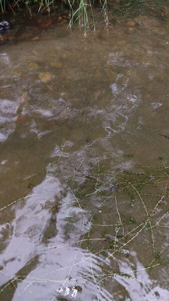 Tiedosto:20170719 160745.jpg