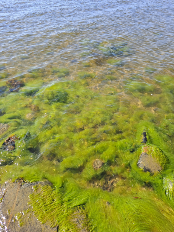 Suvisaaristo-Lauttasaari-Rotarien sinileväseuranta (Haukilahti, Mellstenintien kallioranta)-ObsALG-202106011026-60b5e165d0b4a.png