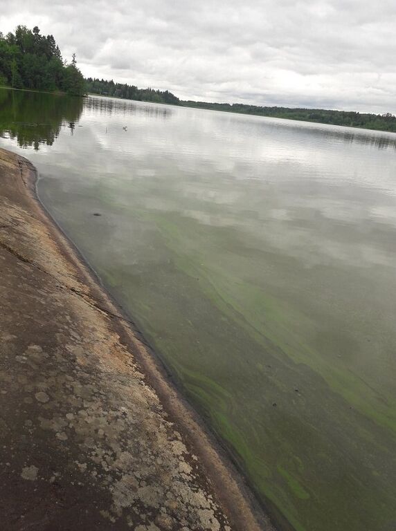 Tuusulanjärvi (21.082.1.001)-Fjällbo-ObsIMG-201806251410-25.jpg