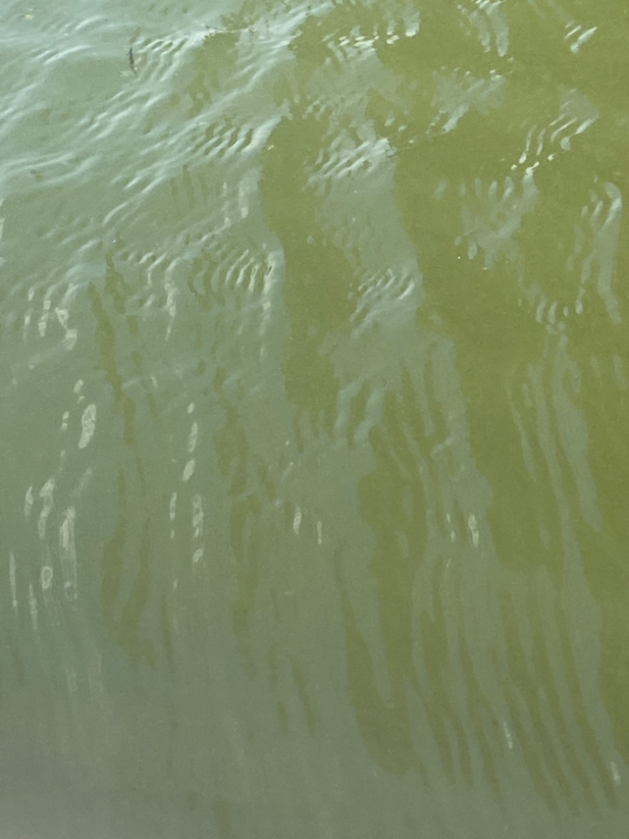 Valkjärvi (21.054.1.001)-Tiiran uimaranta-ObsIMG-202208151437-62fa30403c699.png