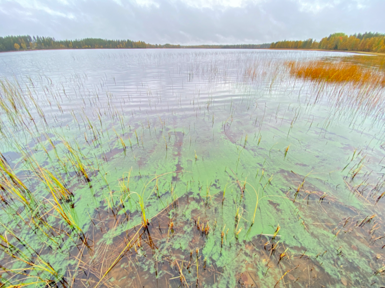 Kiiskisjärvi (59.272.1.002)-Niemeläntie 14 D, Emppula-ObsIMG-202209181142-6326da9670dee.png