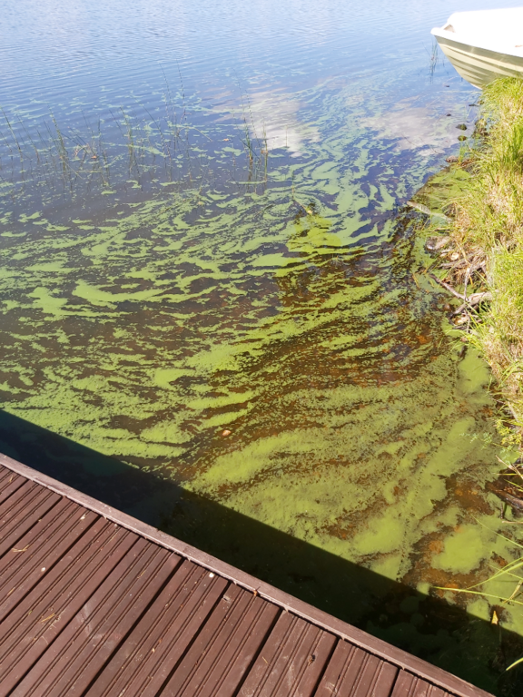 Suuri Vehkajärvi (04.184.1.008)-Sääsniemi-ObsIMG-202308201445-64e219a329e6b.png