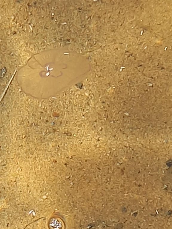 Hangon läntisen selän ulkosaaristoalue-Rosalan uimaranta-ObsIMG-202108041042-610a45761f2cb.png