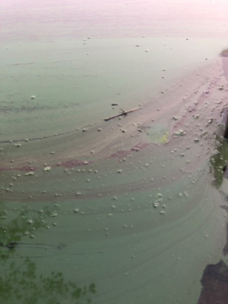 Tiedosto:Jalanti (35.281.1.002)-Kapeikko-ObsALG-202409160710-66e7b01d231b7.png