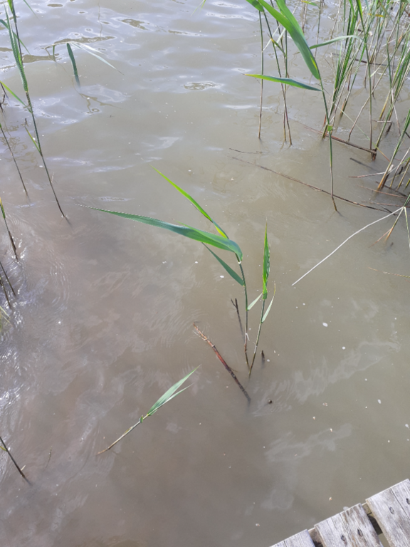 Sääskjärvi (16.004.1.001)-Valtakunnallinen sinileväseuranta-ObsIMG-202206150818-62a96bd96cb41.png