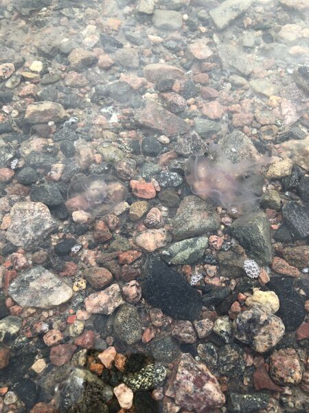 Tiedosto:Sipoon saaristo-Aurinkolahden uimaranta-ObsIMG-202010131238-28.jpeg