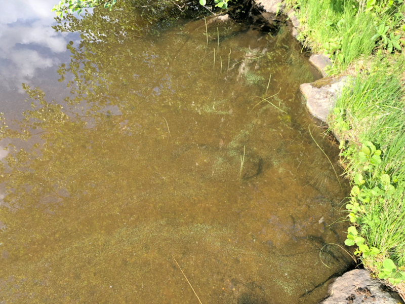 Tiedosto:Alasjärvi (35.214.1.004)-Alasjärvi-ObsALG-202206201758-62b08b675b700.png