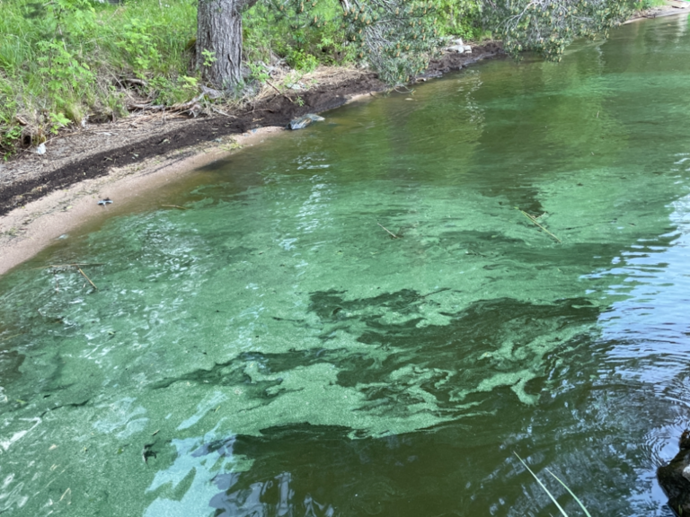 Kallavesi (yhd.)-Vaajasalo, eteläranta-ObsALG-202106202123-60cf88cc113b8.png