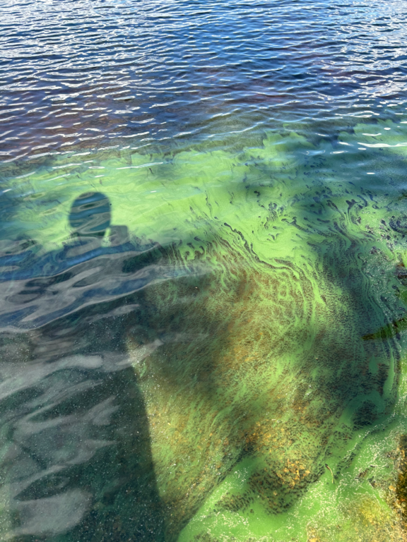 Nuorajärvi (04.922.1.001)-Viitaniemi-ObsIMG-202507061730-686a8a06e4071.png