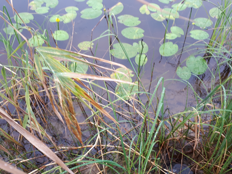 Kallavesi (yhd.)-Rotarien sinileväseuranta (Puutossalmi)-ObsALG-202108031029-61094f017b489.png