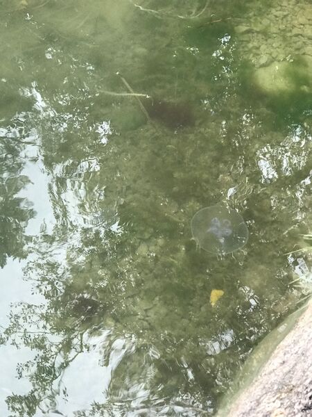 Tiedosto:Rymättylän ja Houtskarin välinen saaristo-Galtby-ObsJELLY-202009121604-26.jpeg