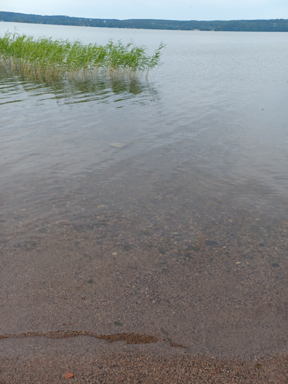 Vesijärvi (14.241.1.001)-Valtakunnallinen sinileväseuranta (Mukkula)-ObsALG-202407171008-66976e2e46c3c.png