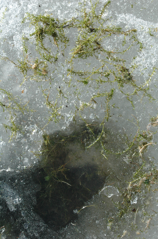 Vesiruttoa avannossa.png