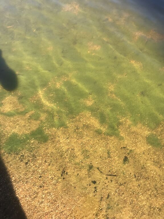 Aalisjärvi (67.954.1.001)-Aalisjärvi-ObsIMG-201807131059-98.jpeg