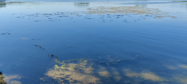 Littoistenjärvi (82V043.1.001)-Littoistenjärvi, Ristikallion ranta-ObsIMG-202406261639-667c1a9f84c98.png