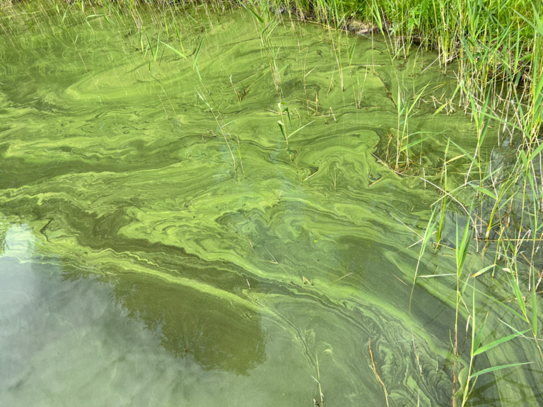 Pitkäjärvi (04.734.1.003)-Liisanranta-ObsALG-202506281425-1751110085775.png