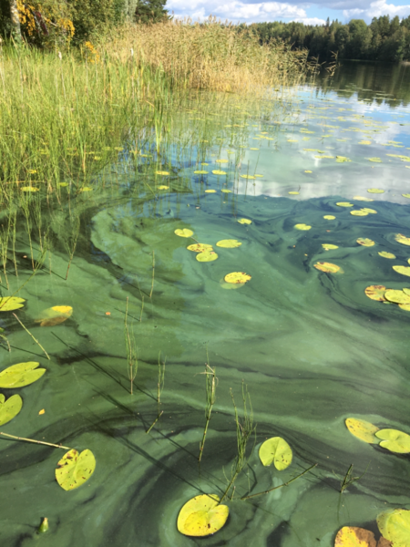 Tiedosto:Pitkävesi (35.722.1.014)-Tunkelontie 221-ObsIMG-202108311348-612e09ec64e3a.png
