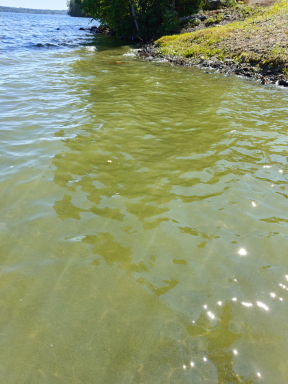 Särkijärvi (04.376.1.001)-Havaintopaikka 1-ObsIMG-202507141335-6874dd9ac6ad7.png