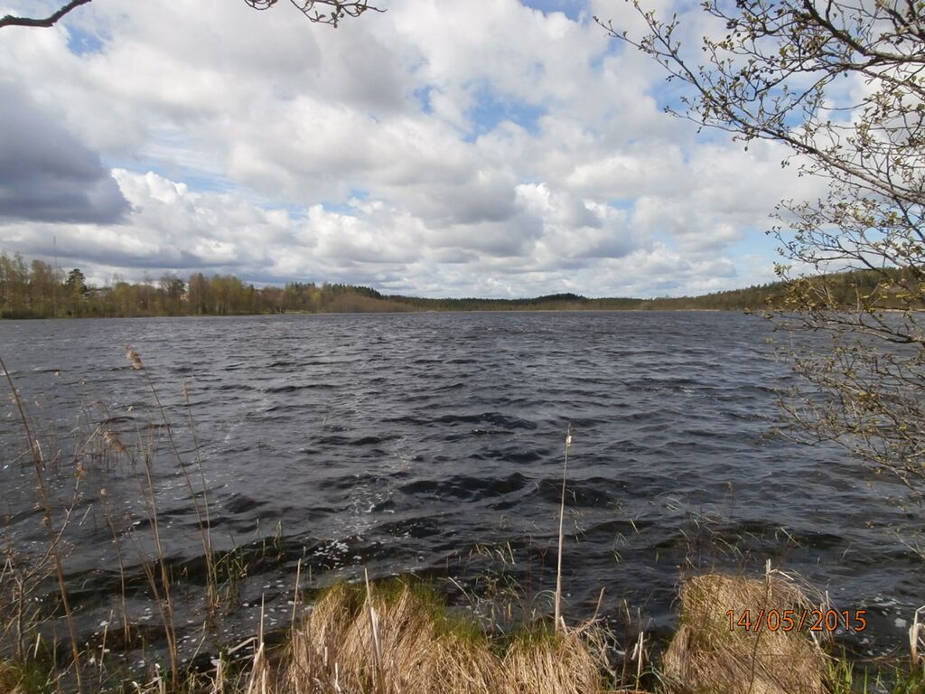 Tuohilammen itäranta.JPG