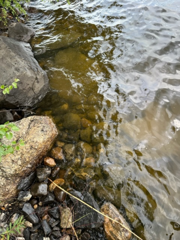 Ukonvesi (Saimaa) (04.151.1.001)-Koivukummunpolku-ObsALG-202307181932-64b6bea7a7c4c.png