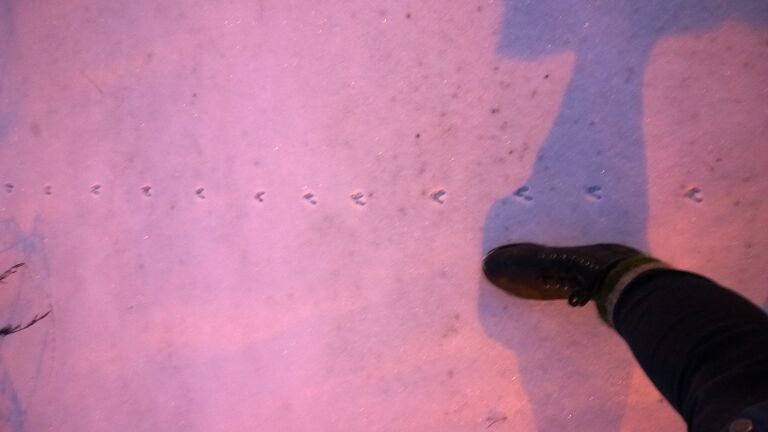 Välialue (81V052)-Hämevaara, bussipysäkki Köysikuja (V1201) takana-ObsMAMMAL-201611280817-75.jpg