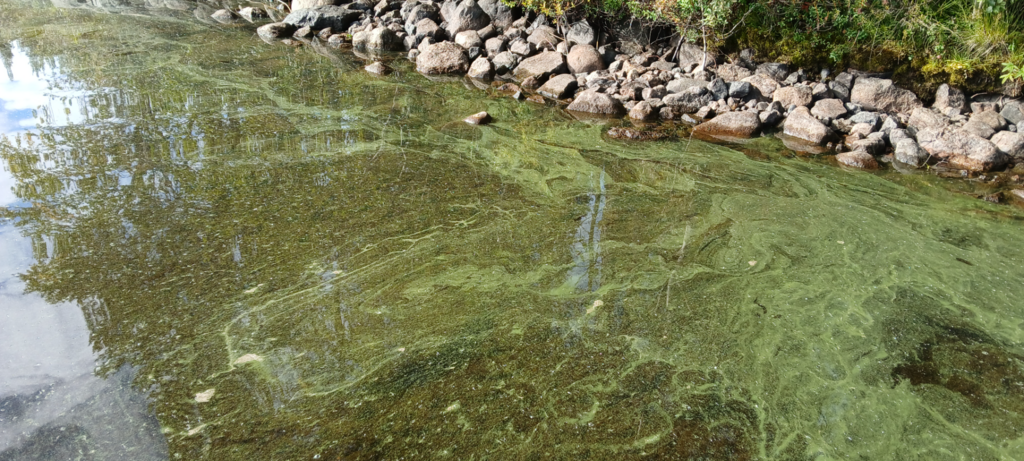 Yli-Kitka (73.025.1.001)-Ahosaari itä-ObsALG-202508311030-1756645318173.png