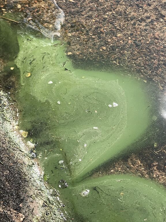 Iso-Kisko (24.023.1.001)-Isokorkian rannassa levälautta-ObsIMG-201806171158-87.jpeg