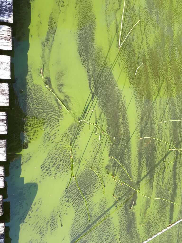 Iso-Rommakko (59.914.1.012)-Havaintopaikka 1-ObsIMG-201908292219-49.jpg