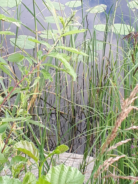 Kallavesi (yhd.)-Rotarien sinileväseuranta (Puutossalmi)-ObsIMG-202107120823-60edd0ee4c35c.png