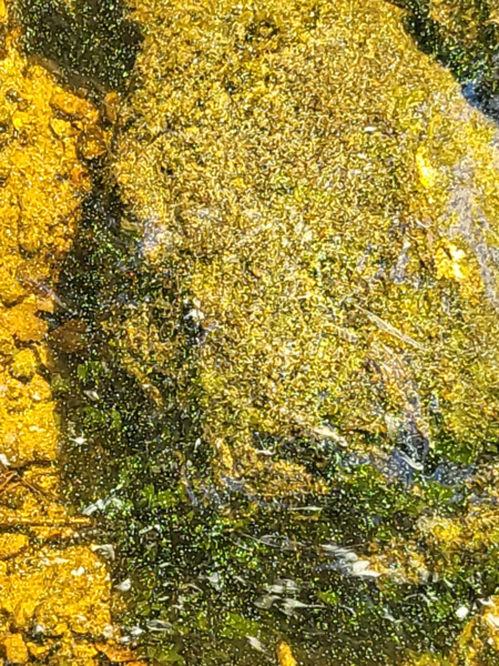 Tiedosto:Kyyvesi (14.932.1.001)-Vehkasaari-ObsIMG-202306250831-6497d2739f4a7.png