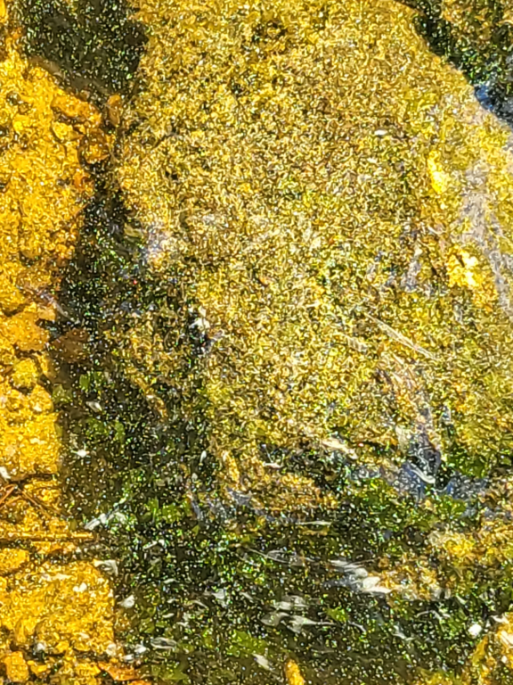 Kyyvesi (14.932.1.001)-Vehkasaari-ObsIMG-202306250831-6497d2739f4a7.png