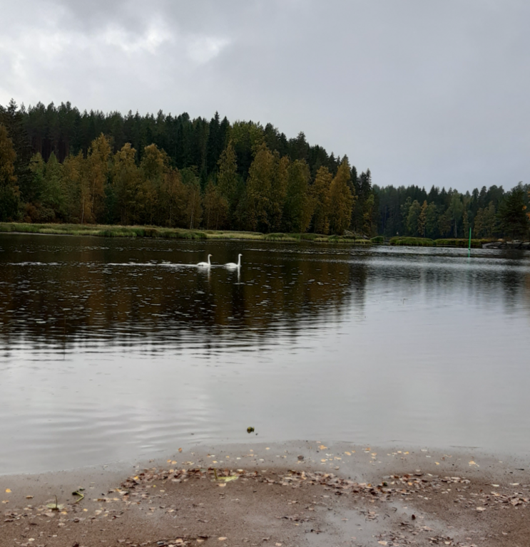 Marttisenalainen (35.412.1.025)-Valtakunnallinen sinileväseuranta (Herrasen uimaranta, Lomasaari)-ObsIMG-202509160917-1758003729049.png