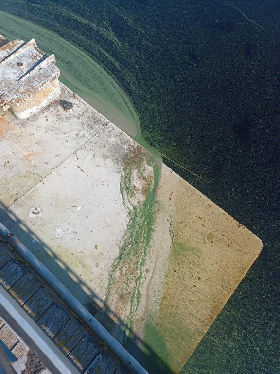 Pihlajavesi (Saimaa) (04.121.1.001)-Havaintopaikka 7-ObsIMG-202406260808-667ba7f741af8.png