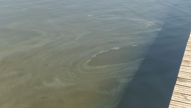 Taasjärvi (81.045.1.002)-Valtakunnallinen sinileväseuranta-ObsALG-202008191236-21.jpeg