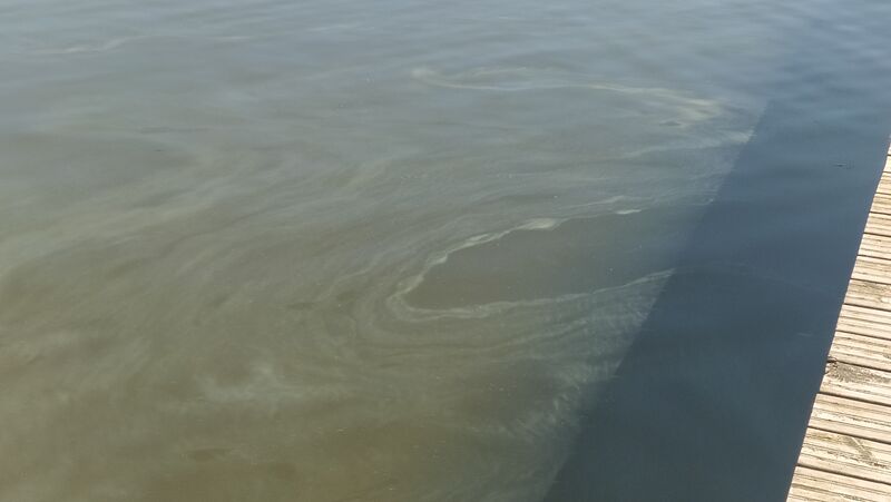 Tiedosto:Taasjärvi (81.045.1.002)-Valtakunnallinen sinileväseuranta-ObsALG-202008191236-21.jpeg