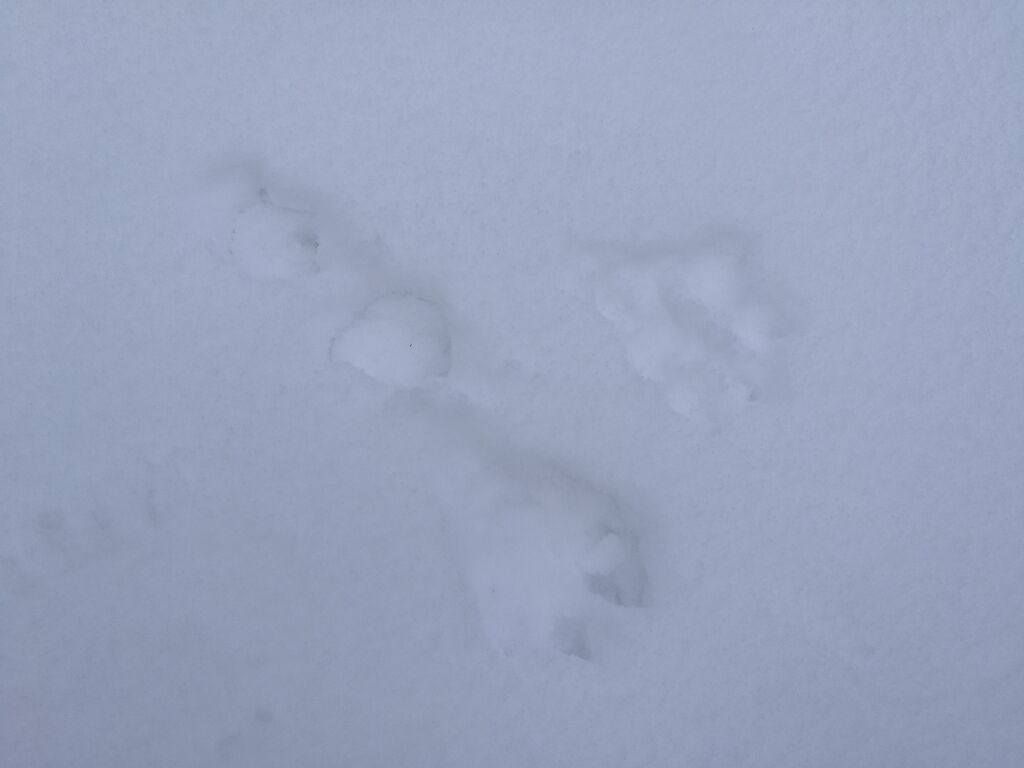 Tarpianjoen yläosan valuma-alue (35.285)-Lk Teerentupa-ObsMAMMAL-201802150928-70.jpg