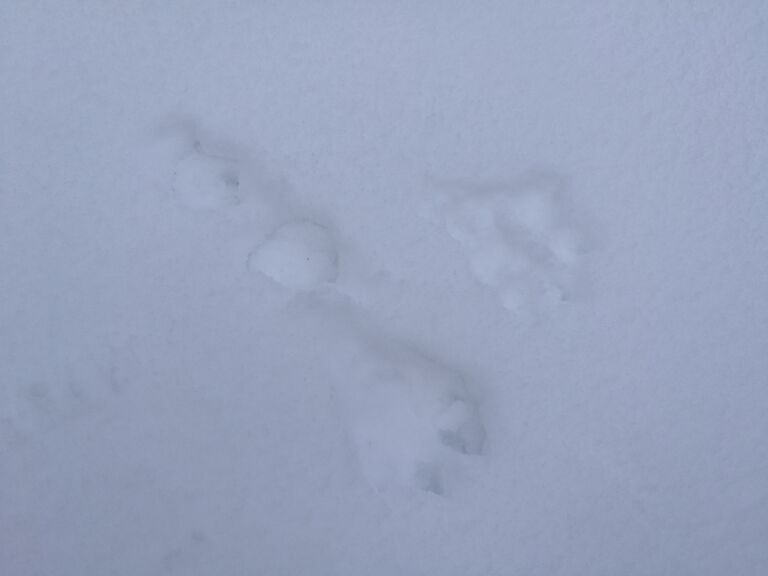 Tarpianjoen yläosan valuma-alue (35.285)-Lk Teerentupa-ObsMAMMAL-201802150928-70.jpg