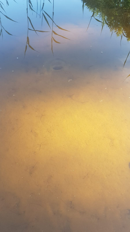 Tuomiojärvi (14.291.1.002)-Valtakunnallinen sinileväseuranta-ObsIMG-202507100847-1752126488213.png