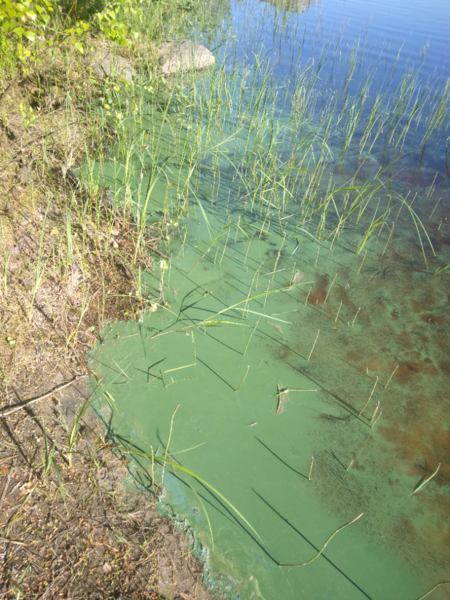 Tiedosto:Vuotjärvi (04.621.1.001)-Korpiniemi-ObsALG-202406230800-667a7dc1e6905.png