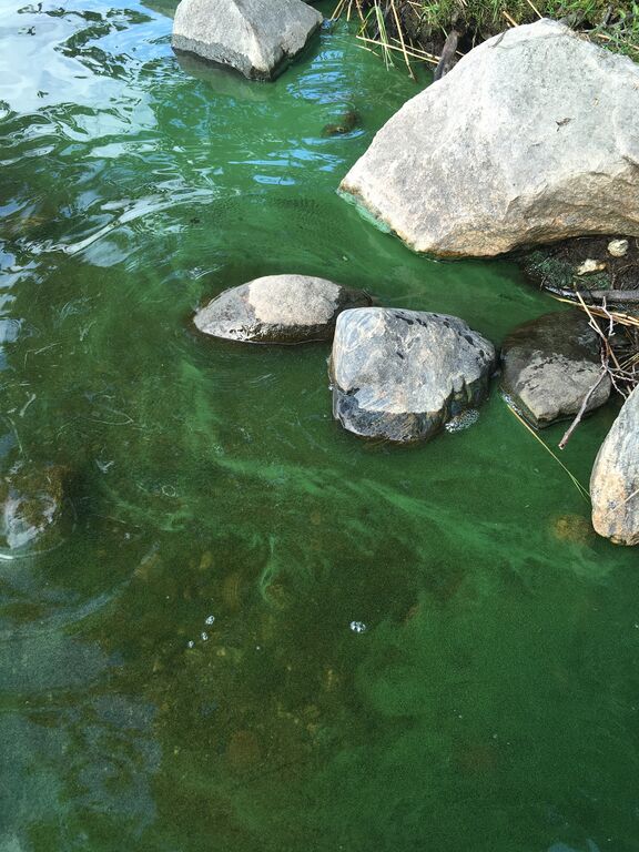 Kallavesi (yhd.)-Kuopionlahti, Väinölänniemen tyvi-ObsIMG-201806260838-12.jpg