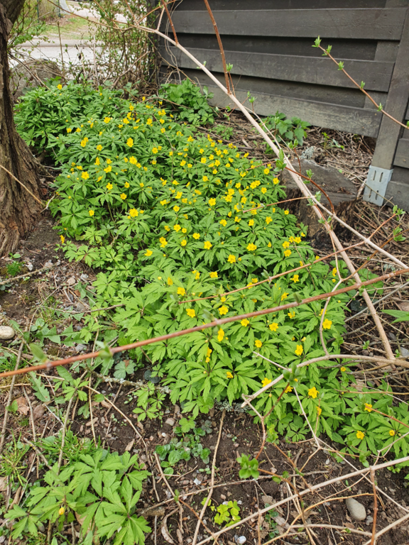 Keravanjoen alaosan alue (21.091)-Havaintopaikka 1-ObsIMG-202205121233-627cd5131d1b0.png