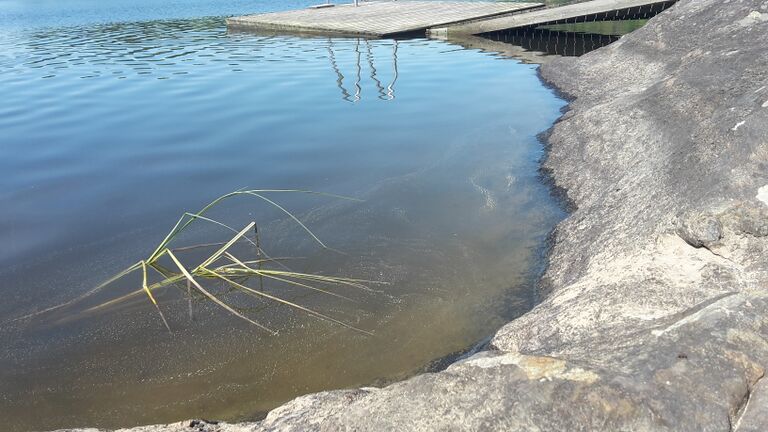 Kylänjärvi (18.043.1.006)-Uimapaikka-ObsALG-201706061049-64.jpg