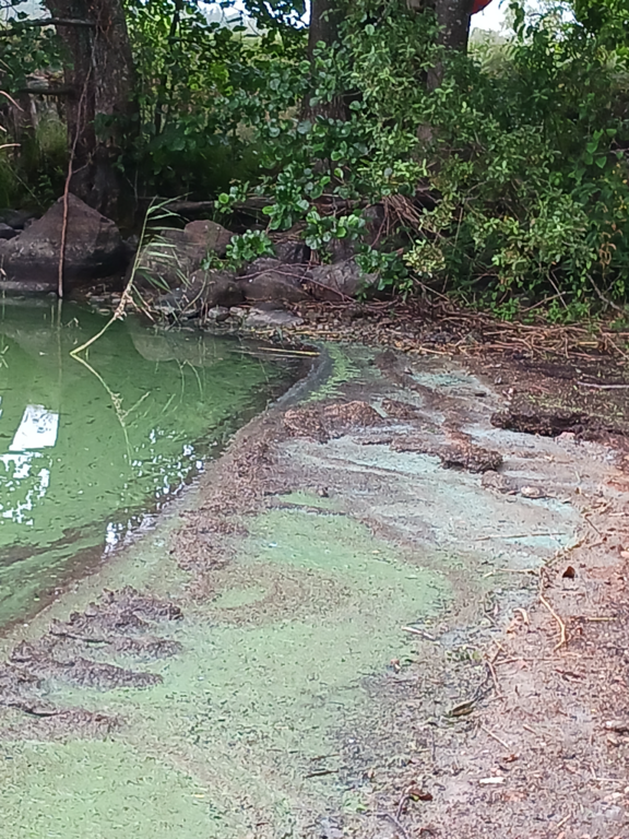 Pyhäjärvi (16.003.1.001)-Pyykkiniekan uimaranta-ObsIMG-202308011040-64c8b7000a921.png