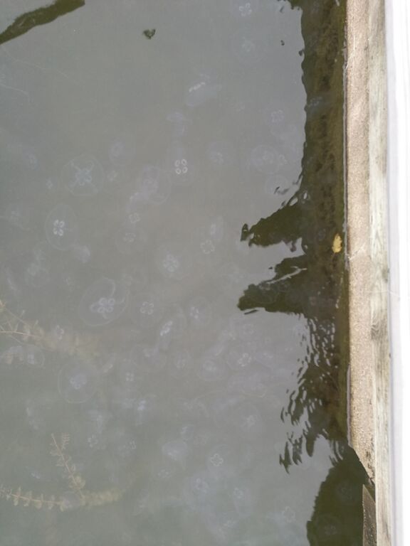 Suvisaaristo-Lauttasaari-Lilla Herrö-ObsIMG-201709261200-83.jpg