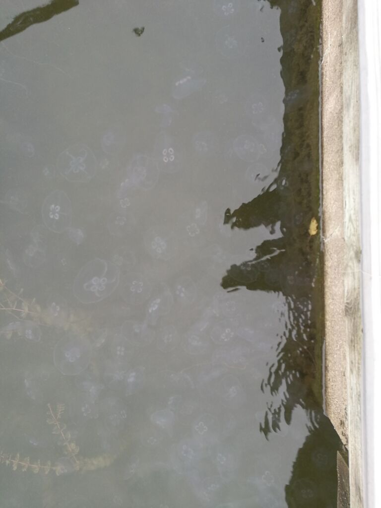 Suvisaaristo-Lauttasaari-Lilla Herrö-ObsIMG-201709261200-83.jpg