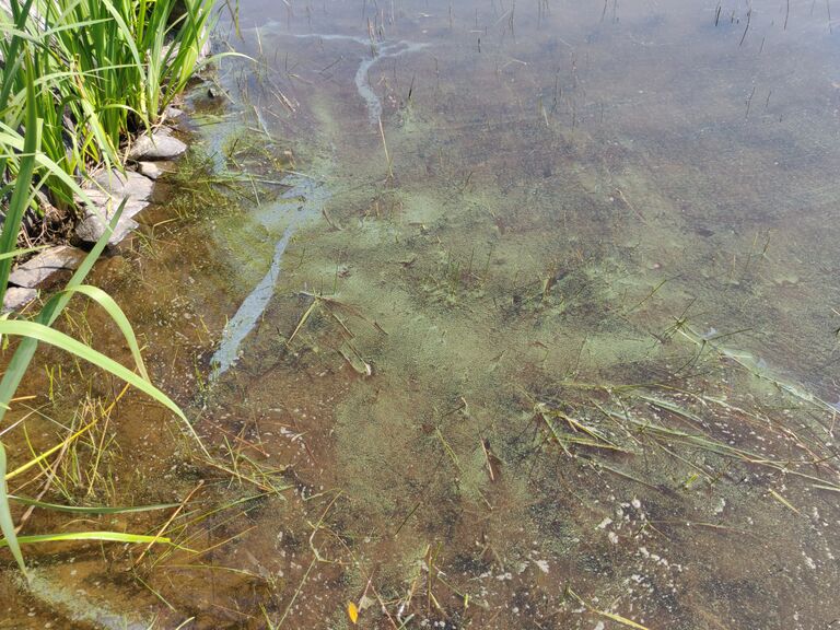 Viinijärvi (04.352.1.001)-Perttiluoto-ObsIMG-201907261239-89.jpg