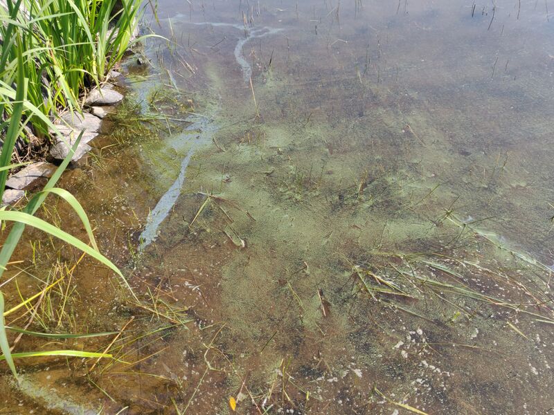 Tiedosto:Viinijärvi (04.352.1.001)-Perttiluoto-ObsIMG-201907261239-89.jpg